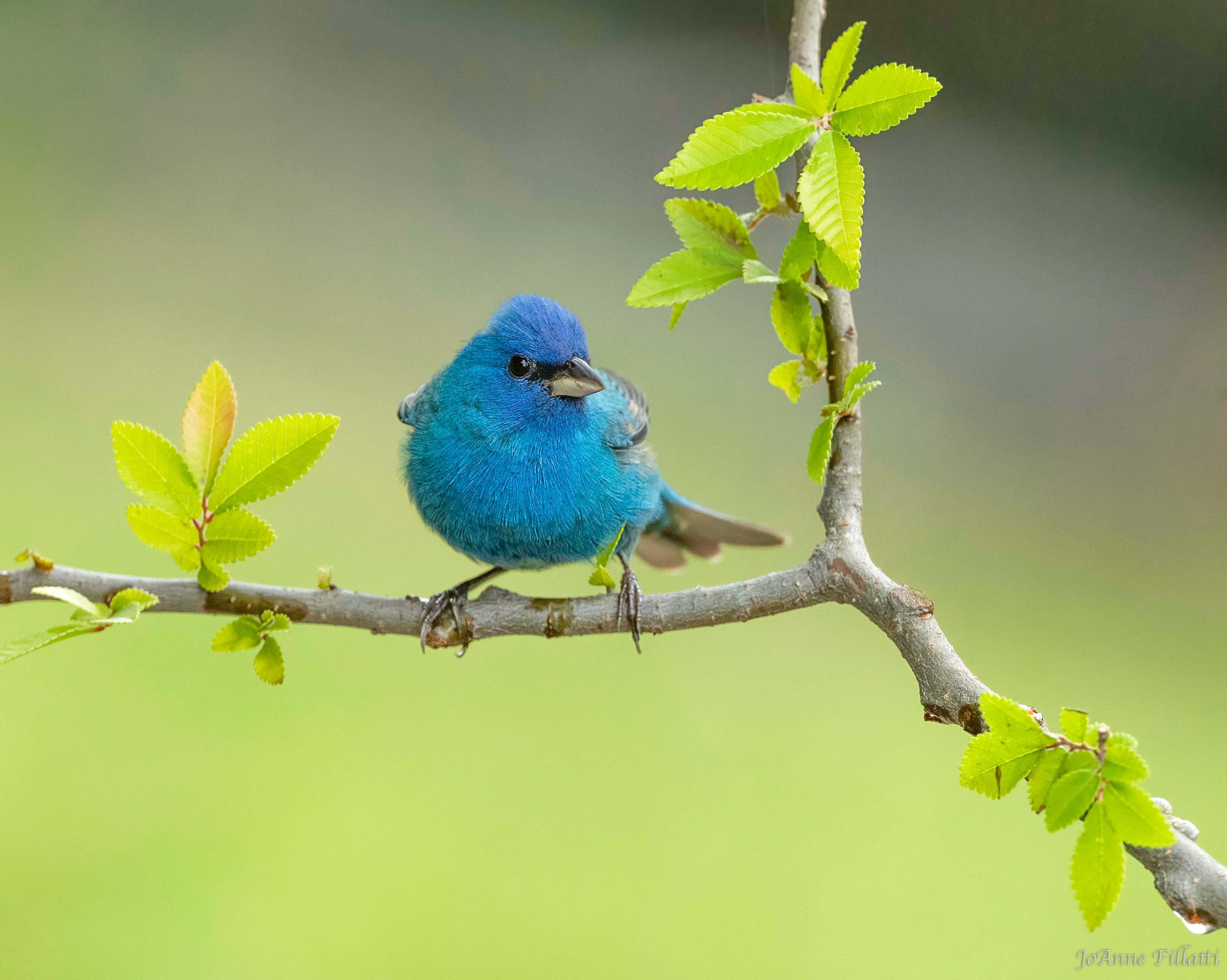 bird of Galveston Island image 3